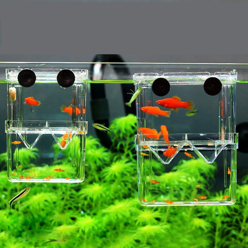 Betta Fish Tank - Tavuskuşu Balık Yetiştiriciliği İzolasyon Kutusu Balık